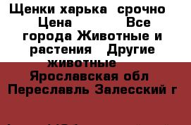 Щенки харька! срочно. › Цена ­ 5 000 - Все города Животные и растения » Другие животные   . Ярославская обл.,Переславль-Залесский г.